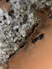 Microlinyphia pusilla