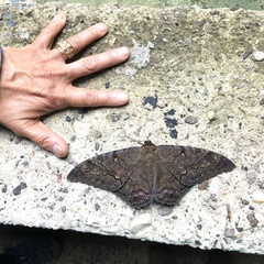 Ascalapha odorata