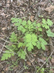 Phacelia congesta