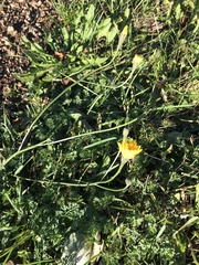 Scorzoneroides autumnalis