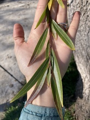 Salix laevigata