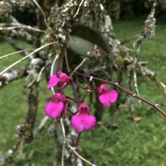 Comparettia falcata