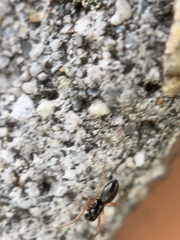 Microlinyphia pusilla