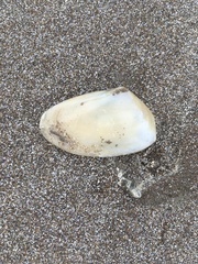 Amarilladesma mactroides