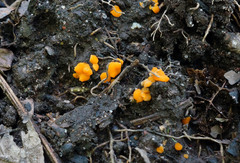 Ramsbottomia crechqueraultii