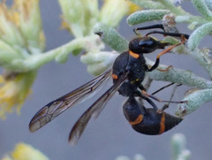 Ancistrocerus haematodes