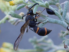 Ancistrocerus haematodes