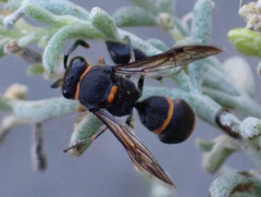 Ancistrocerus haematodes