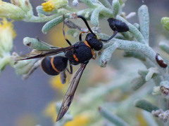 Ancistrocerus haematodes