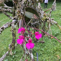 Comparettia falcata