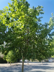 Platanus