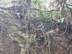 Cyrtorchis arcuata