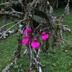 Comparettia falcata