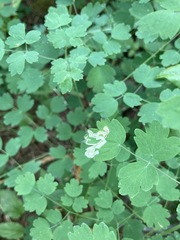 Phytomyza minuscula group