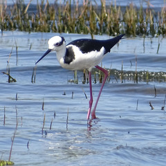Himantopus mexicanus melanurus