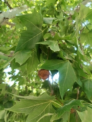 Platanus