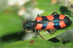 Trichodes