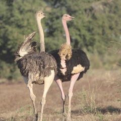 Struthio camelus camelus