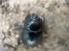 Anoplotrupes stercorosus