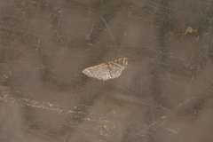 Idaea costiguttata
