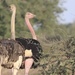 North African Ostrich - Photo (c) congonaturalist, some rights reserved (CC BY-NC), uploaded by congonaturalist