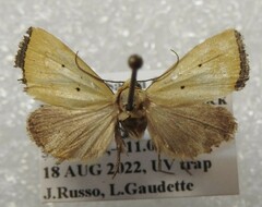 Marimatha quadrata
