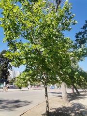 Platanus