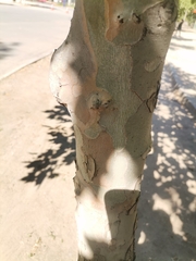 Platanus