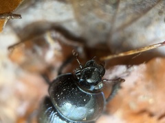 Anoplotrupes stercorosus