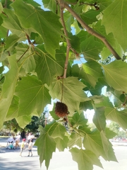 Platanus