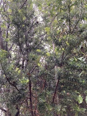 Podocarpus nubigenus