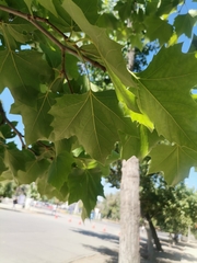 Platanus