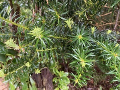 Podocarpus nubigenus