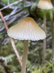 Galerina semilanceata