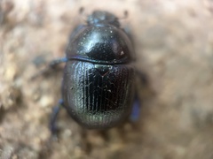 Anoplotrupes stercorosus