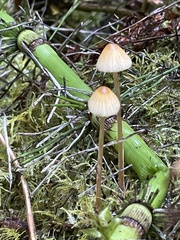 Galerina semilanceata