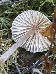 Galerina semilanceata