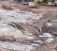 Trachylepis margaritifera