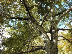 Populus alba