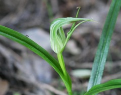 Pterostylis irwinii