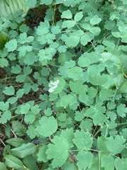 Phytomyza minuscula group