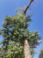 Angiospermae