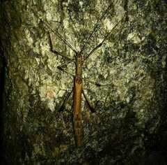 Pseudophasma missionum