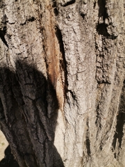 Angiospermae