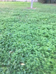 Medicago arabica
