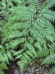 Lophosoria quadripinnata
