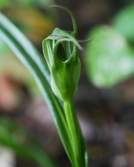 Pterostylis irwinii