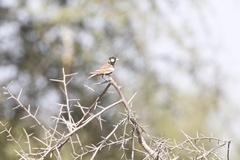 Eremopterix leucotis melanocephalus