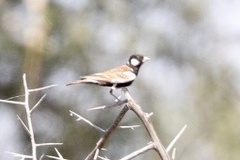 Eremopterix leucotis melanocephalus