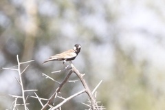 Eremopterix leucotis melanocephalus